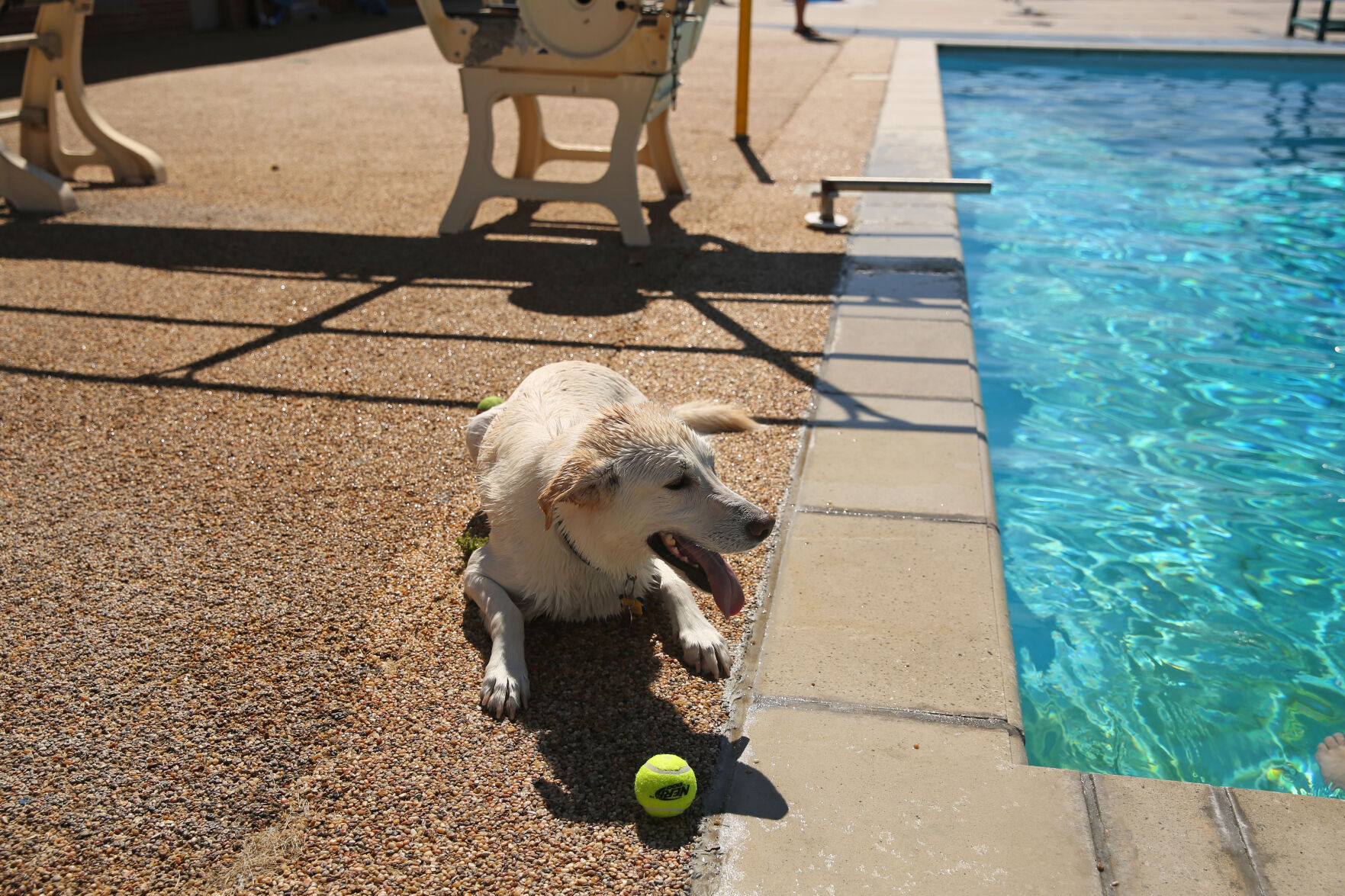 091320-news-dogsplash 15.jpg